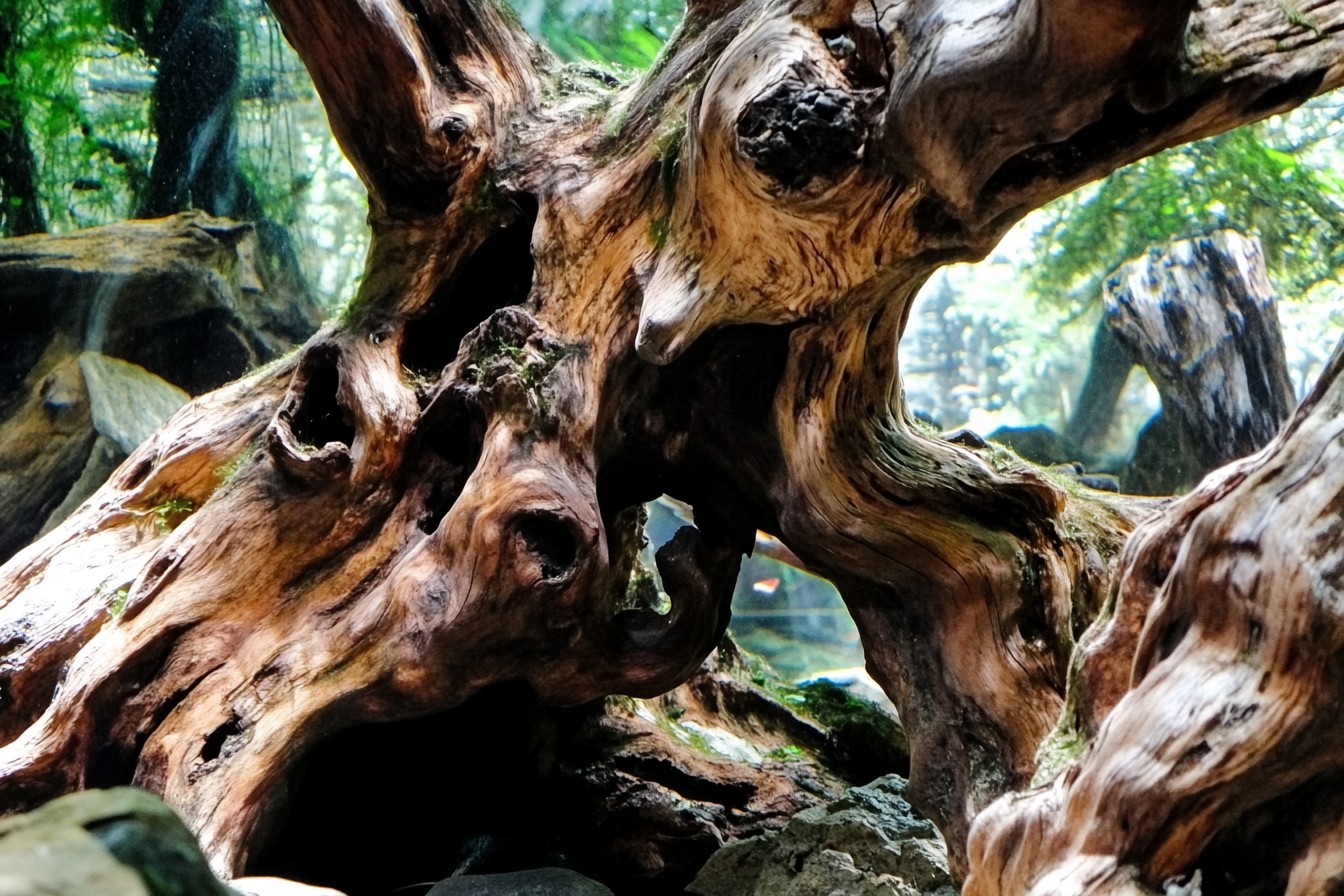 Innovative Hardscaping: Mastering Driftwood & Rock Arrangements
