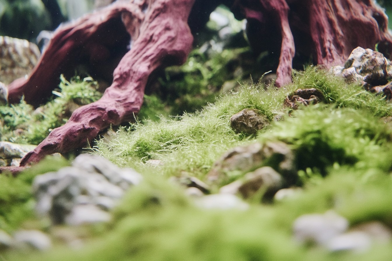 Crafting Authentic Biotope Aquascapes: My Creative Process