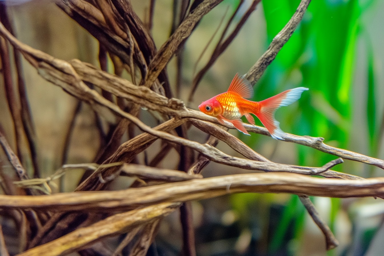 Curate Your Aquascape: Choosing the Right Fish for Visionary Design
