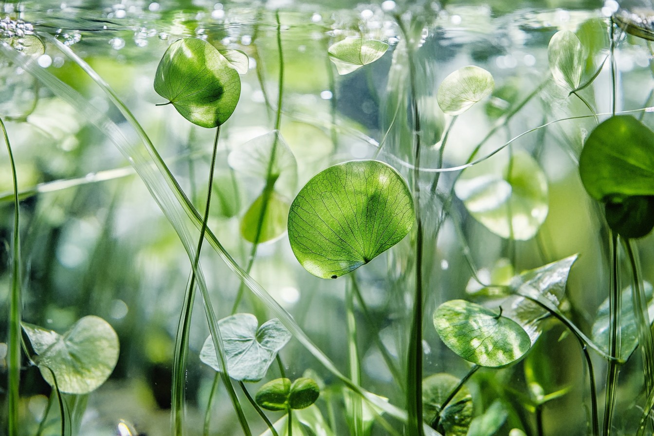 Grow Your Aquatic Oasis: Master Plant Propagation Techniques