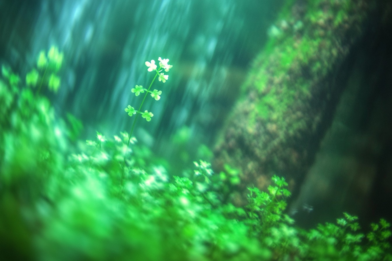 Cultivating Your Aquatic Paradise: Seedling to Forest