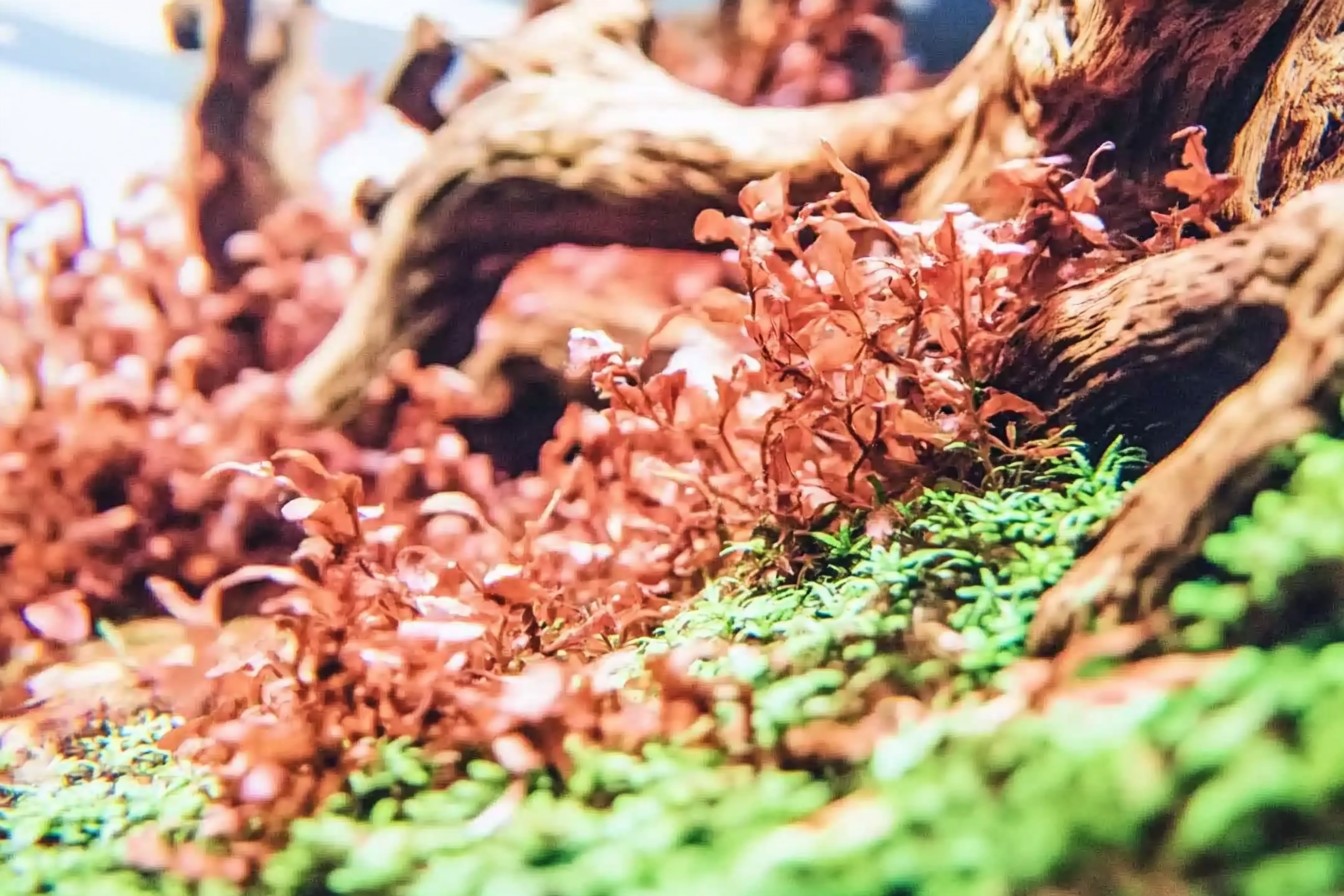 Transform Your Planted Tank: A Modern Aquascaping Guide