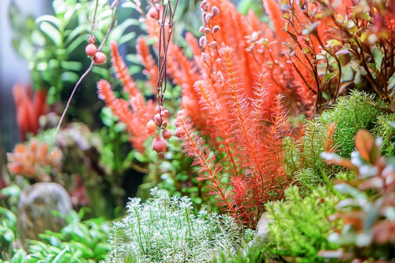 Master Aquascaping: Create a Thriving Planted Tank Today