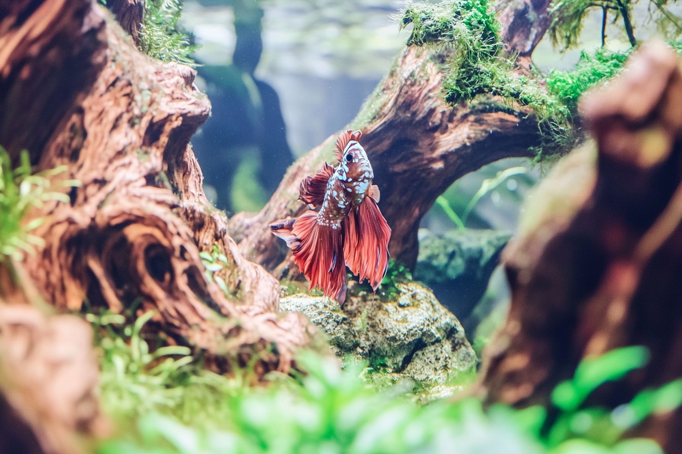 Transform Your Aquascape with Seasonal Adaptations