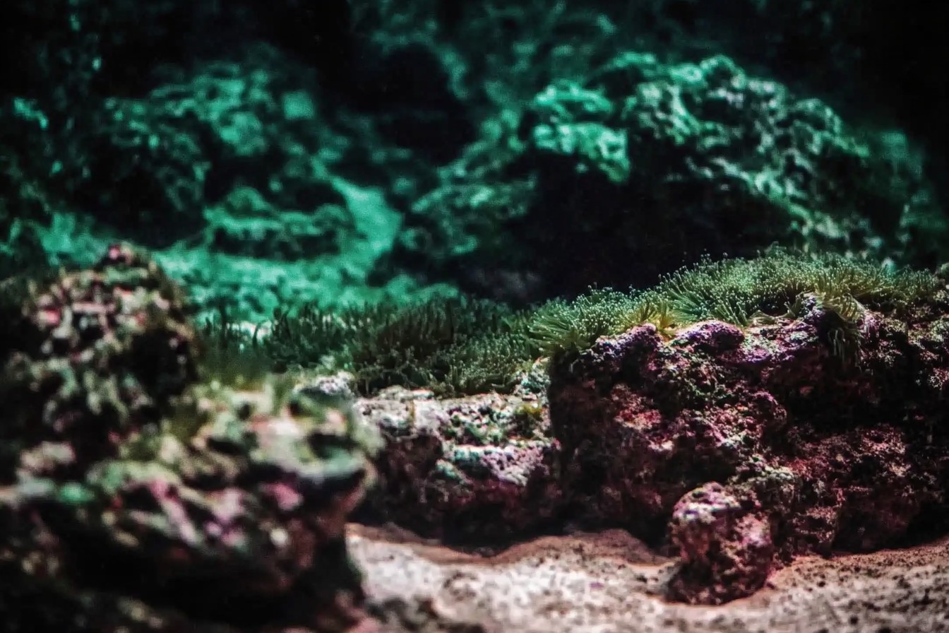 Explore Stunning Aquascapes: Modern Underwater Artistry