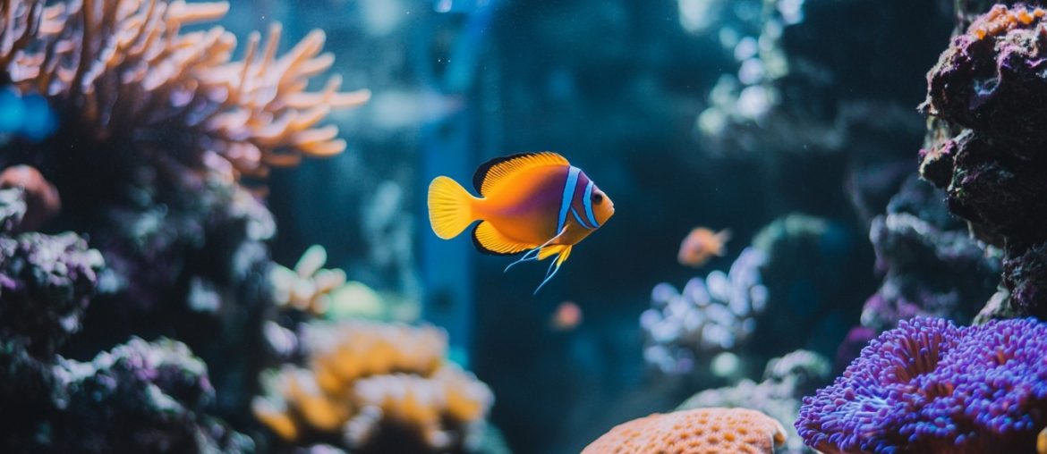 Unlock the secrets of aquascaping with my top tips for choosing the right tank! Discover design trends, care strategies, and setup inspiration for a breathtaking aquatic environment. #Aquascaping #AquariumDesign #PerfectTank #FishTank #AquaticTrends