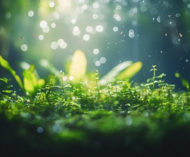 Unlock the secrets to budget aquascaping! Learn how to create breathtaking aquariums for less than $100 with innovative designs and low-cost materials. #Budget #Aquascaping #Secrets #Create #FishTanks