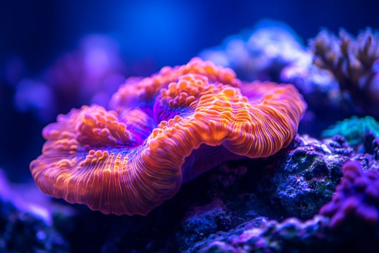 Transform your aquarium with unique reef aquascaping techniques! Explore tips on coral placement, tank care, and the latest design trends for stunning aquatic displays. #Deep #Dive #Into #Reef #Aquascaping #AquariumDesign #CoralArt