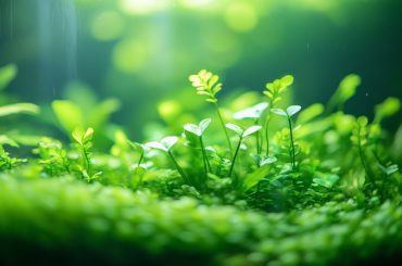 Unlock thriving aquatic plants with a foolproof CO2 system! Ensure optimal tank care by balancing CO2 levels, monitoring pH, and choosing the right aquatic species. Elevate your aquascaping game today! #Foolproof #CO2 #Aquascaping #TankCare #AquariumDesign