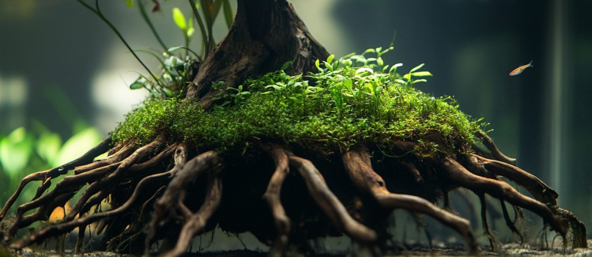 Discover how to use mangrove roots for stunning aquascapes! Elevate your aquarium design with these tips on layout, plant selection, and maintenance. #Aquascaping #MangroveRoots #AquariumDesign #TankCare #InnovativeAquatics
