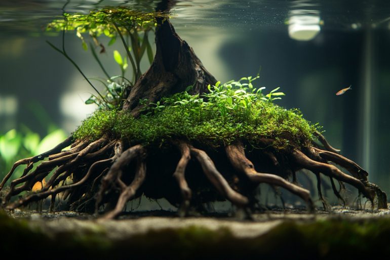 Discover how to use mangrove roots for stunning aquascapes! Elevate your aquarium design with these tips on layout, plant selection, and maintenance. #Aquascaping #MangroveRoots #AquariumDesign #TankCare #InnovativeAquatics