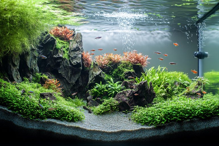 Unlock the secrets of award-winning aquascapes! Discover innovative design tips and essential tank care techniques to elevate your 20x20 aquarium. Create a mesmerizing underwater world with our expert insights! #Aquascaping #TankCare #AquariumDesign #20x20 #Trends